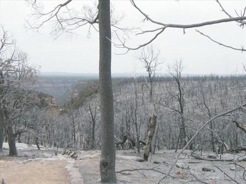 Forest burn areas depicted in surface photos in the aftermath of the Long Mesa Fire, Mesa Verde National Park, August 2002