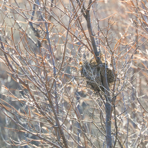 Sack shaped brown nest in the crook of a small bush surrounded by small branches and twigs.