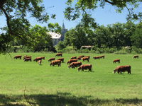 A herd of about 20 cows graze on bright, green grass. Behind them are trees and bushes and a gray building with white trim and a steeple.
