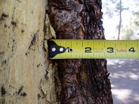 A close-up image of the outer- and inner-bark of a ponderosa pine tree with a ruler measuring a thickness of three inches for the outer bark