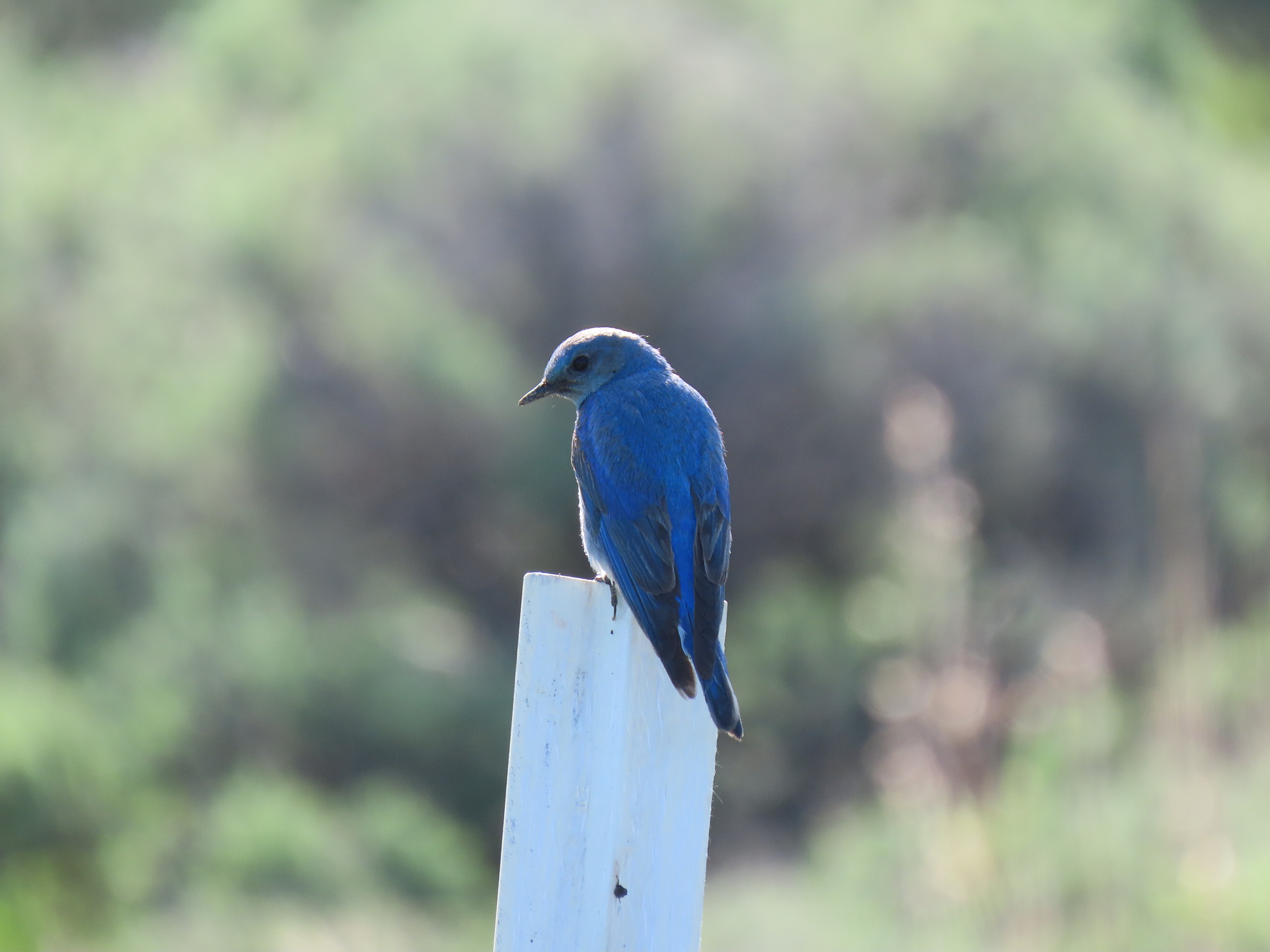 A blue bird with black wing tips sits on a white post with its back to the camera but its head is turned to the left.