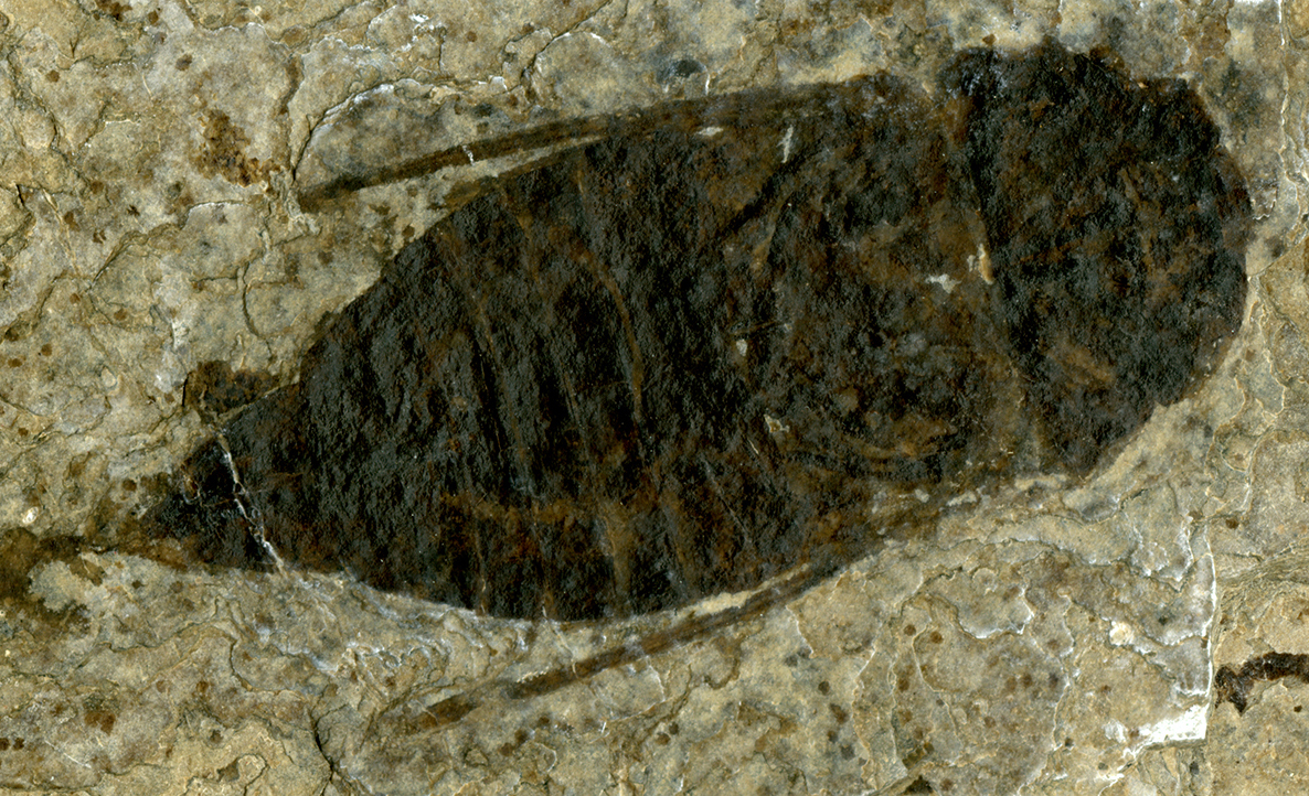 A fossil insect with head and thorax clearly defined and two lines of its wings out to the sides of the thorax. 
