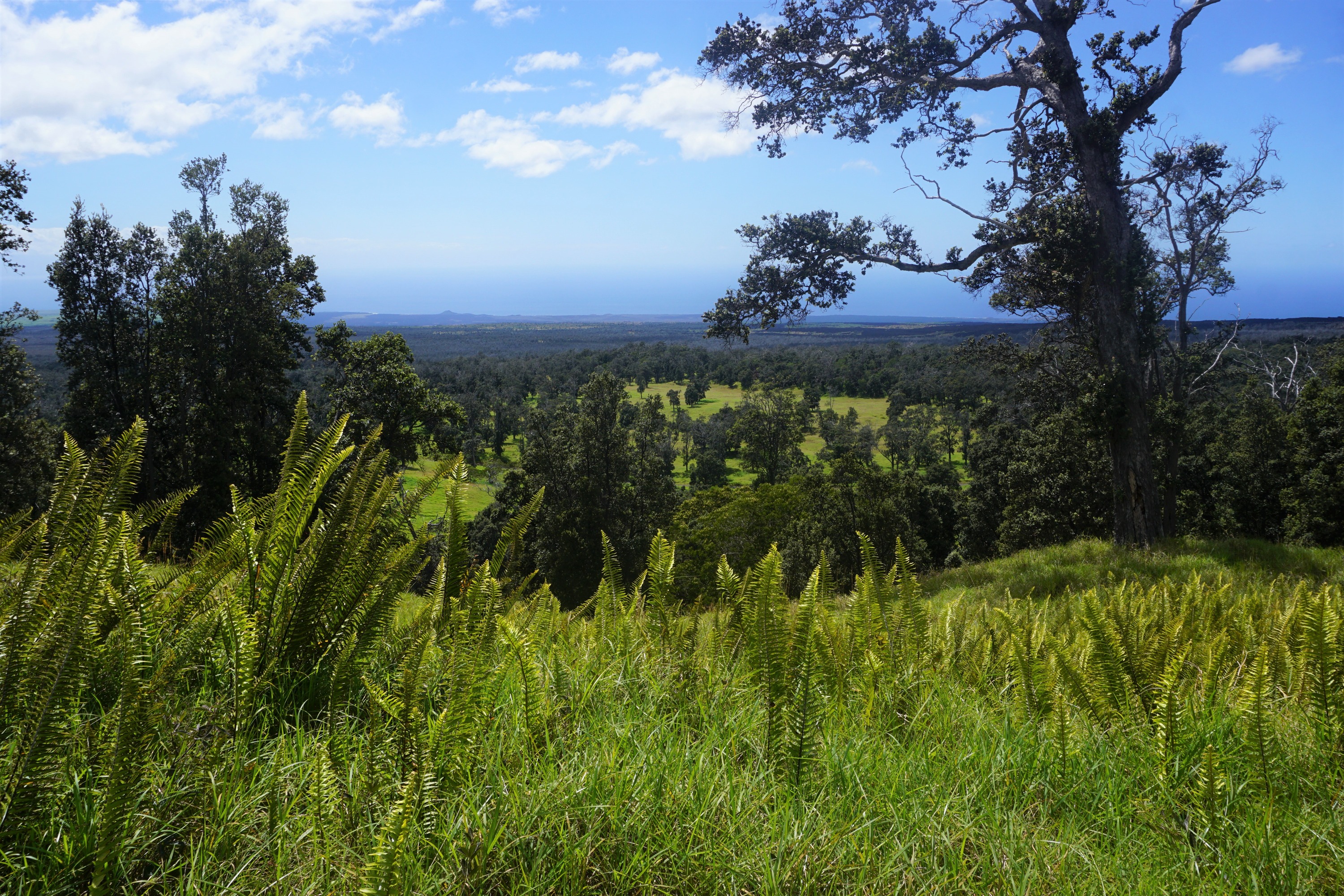 A hill covered in ferns overlooks a forest below