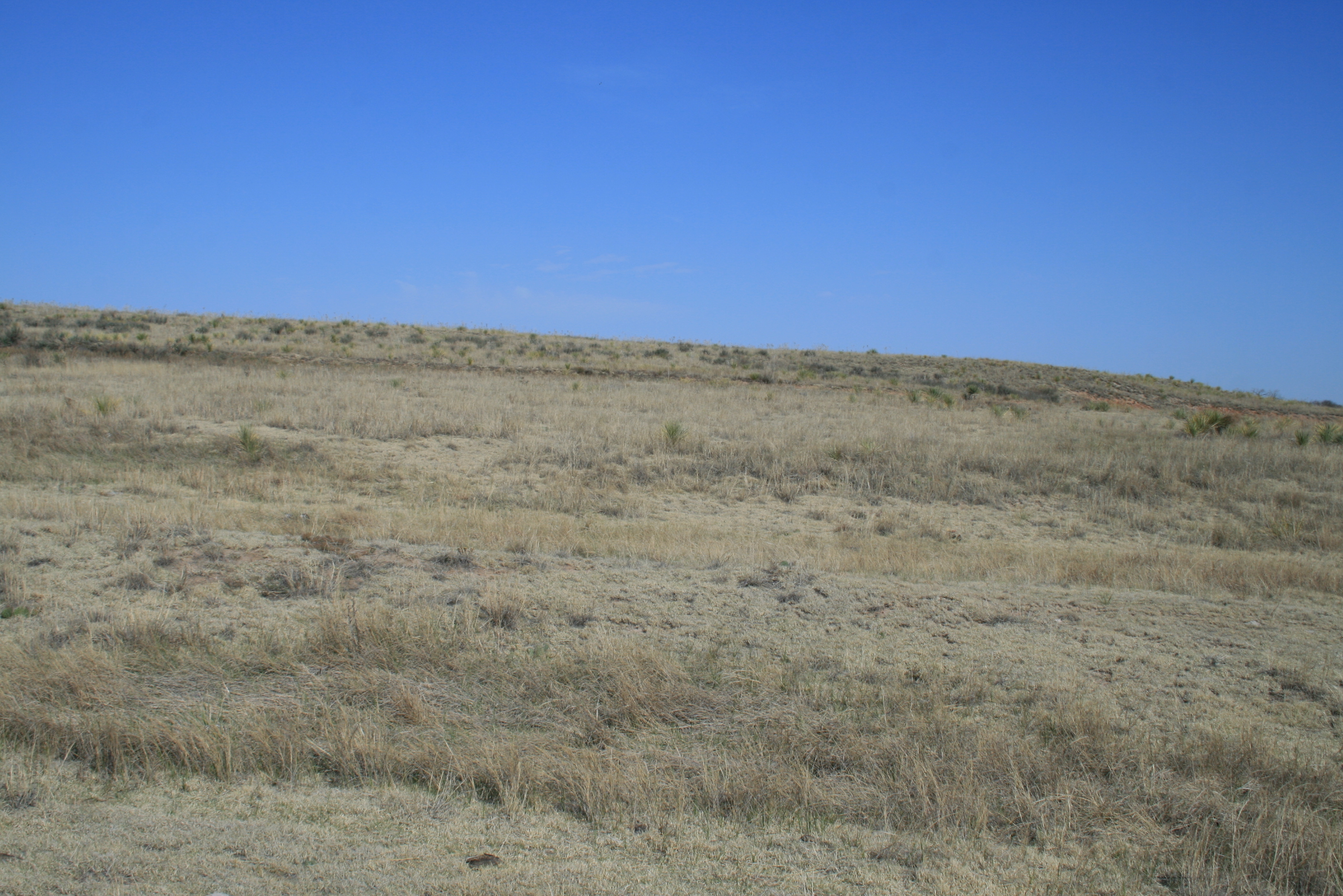 A grassy field under the blue sky.