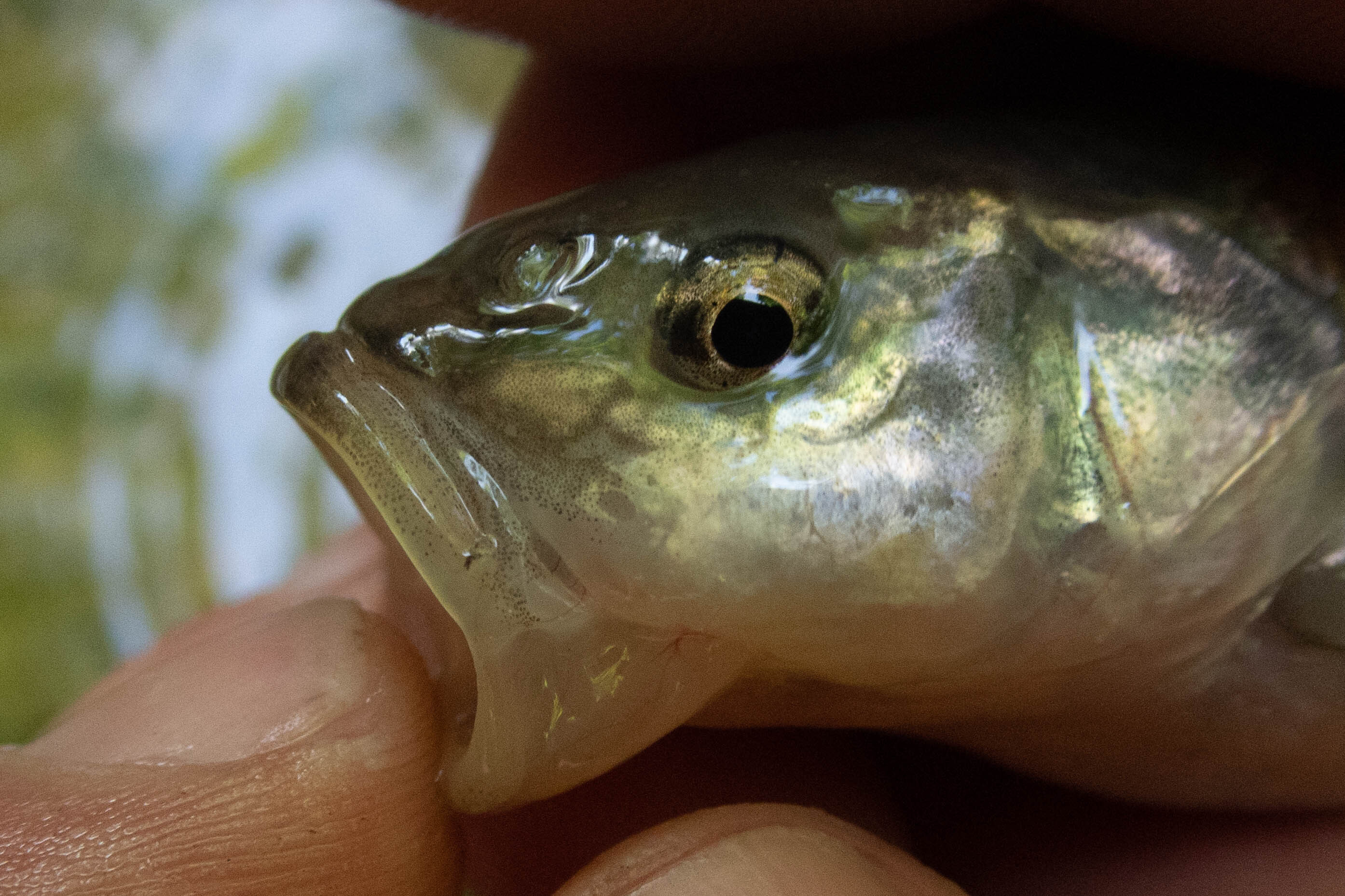 Semotilus atromaculatus (creek chub) - mouth, adult