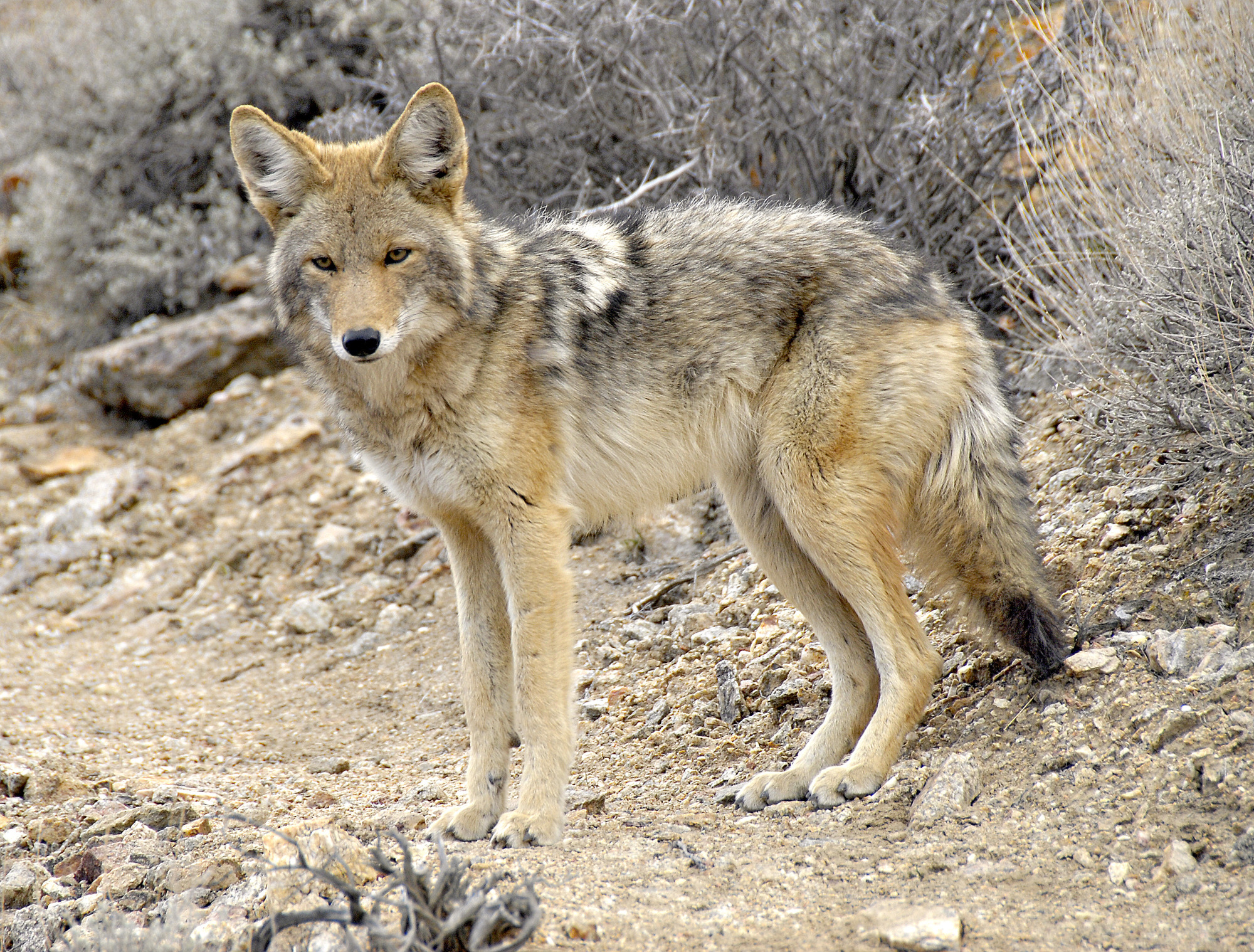 A coyote stands near brush.