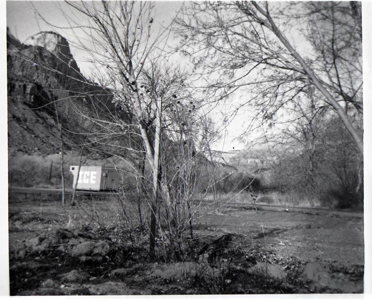 BW photos of trees. Ice shed in background.