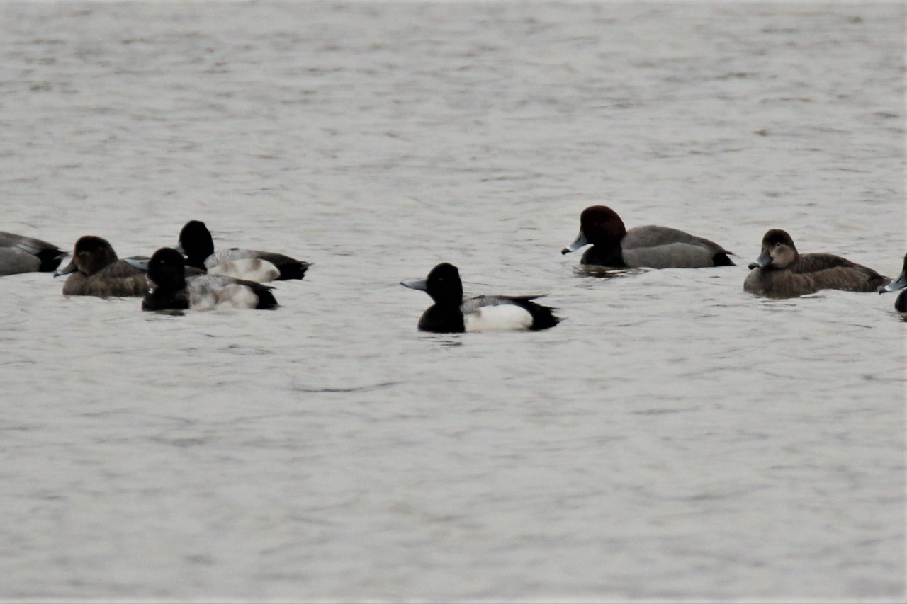 A groups ducks on the water, including Lesser Scaups