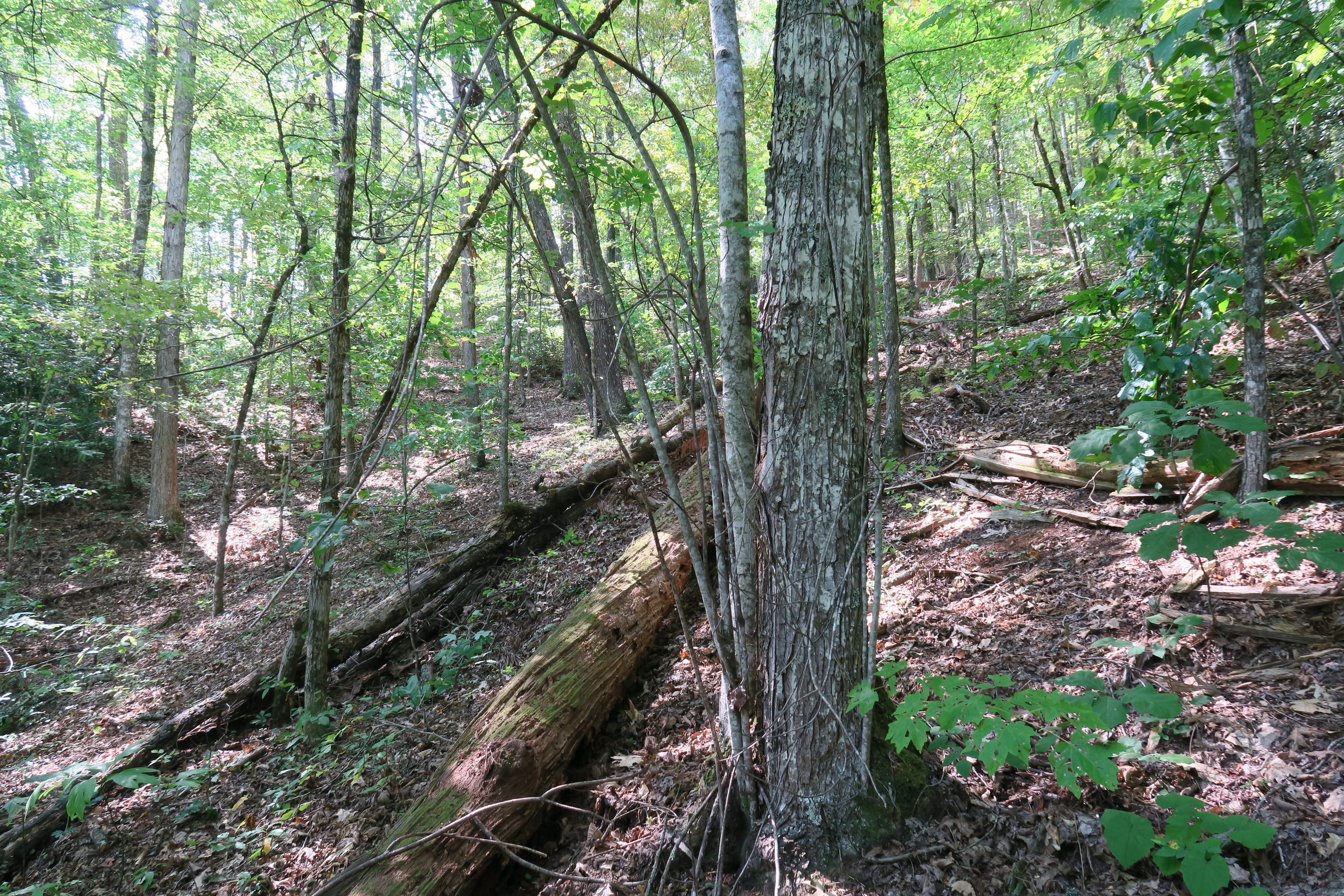 GRSM Accuracy Assessment. Plot Code: GRSM_AA_0955_5