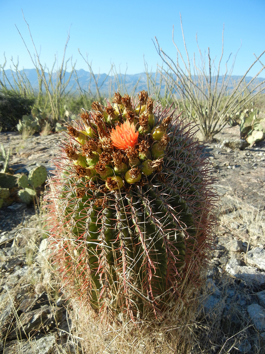 Short, fat cactus with orange flower growing out of top, ocotillo in background.
