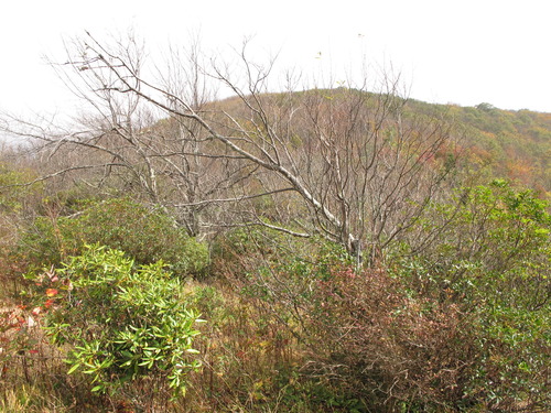 GRSM Accuracy Assessment. Plot Code: GRSM_AA_0005_3