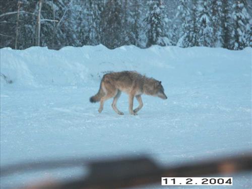8 Gates of the Arctic National Park and Preserve Koyukuk Moose Survey 2004