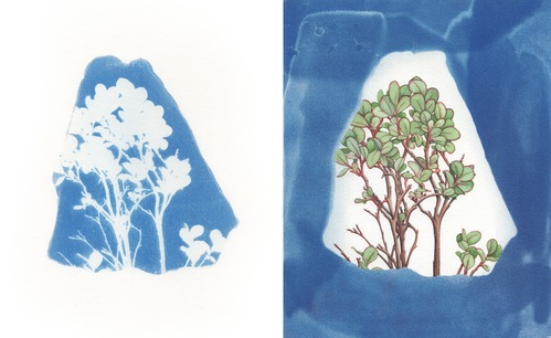 shield shaped frame on both right and left with bilberry plant painted in green, red, and brown in shield shaped canvas on right, cyanotype on left with same reverse image