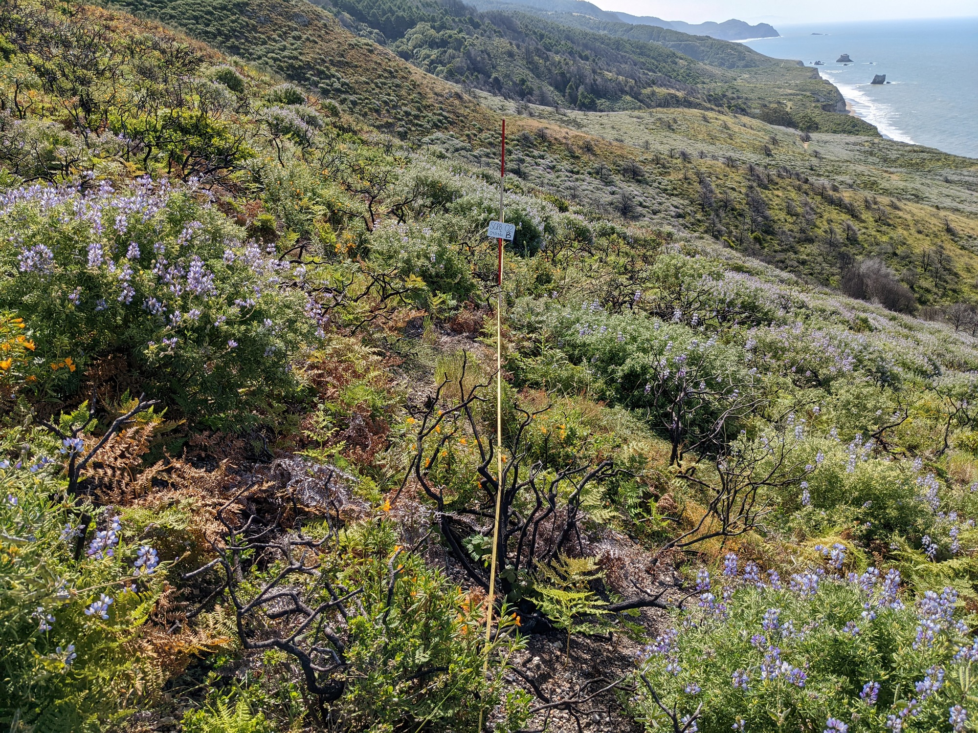 Eye-level view from the center point of a plant community monitoring plot
