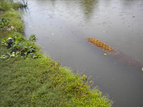 Youth Intern Program Horticultural Interns at Kenilworth Aquatic Gardens