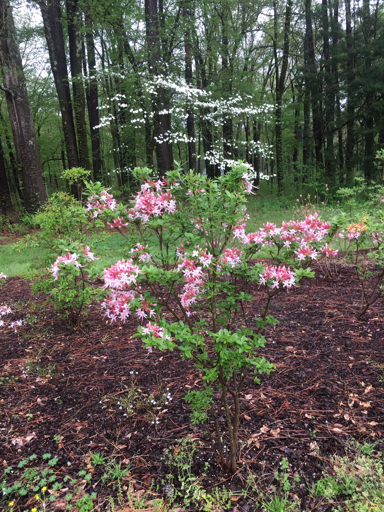A shrub covered with pink long petaled flowers. 