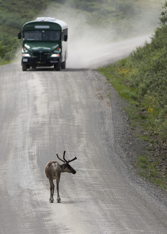 A green bus on a gravel road parked a few dozen yards from a caribou, which is standing in the middle of the road