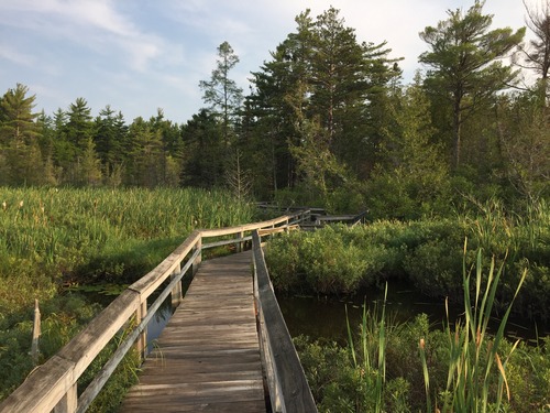 Wooden boardwalk through the marsh. Marsh vegetation includes cattails, pine trees.