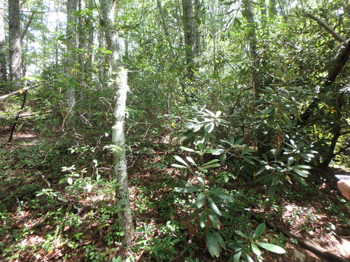 GRSM Accuracy Assessment. Plot Code: GRSM_AA_0091_3