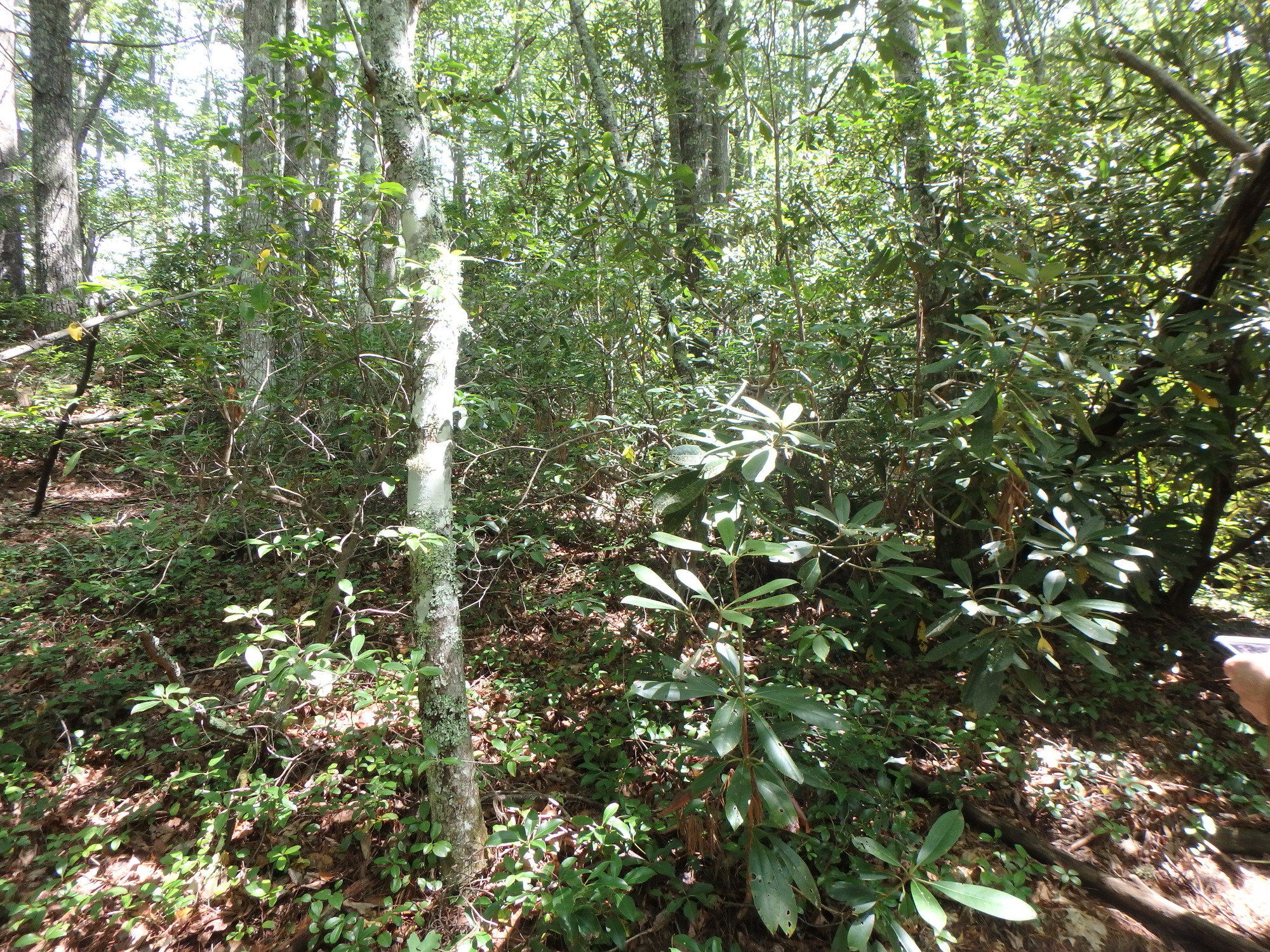 GRSM Accuracy Assessment. Plot Code: GRSM_AA_0091_3