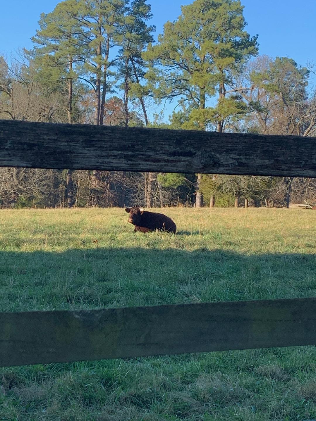 Devon cow, red with two horns, laying in pasture, picture taken between two fence rails
