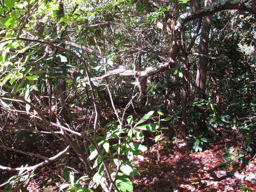 GRSM Accuracy Assessment. Plot Code: GRSM_AA_0187_2