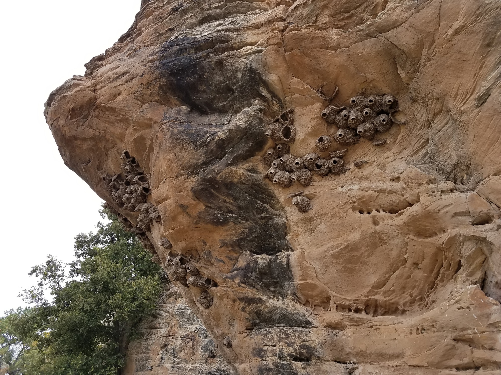 A group of birds nest on the side of a rock.