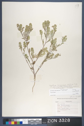Herbarium Specimen Sheet 3328