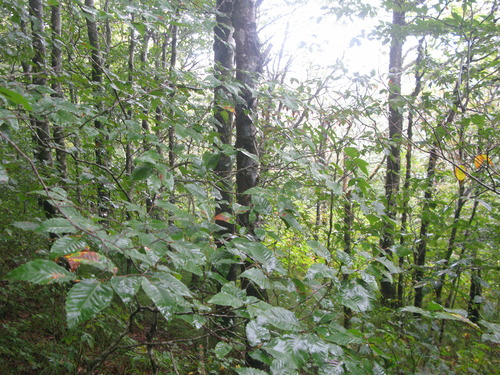 GRSM Accuracy Assessment. Plot Code: GRSM_AA_0508_6