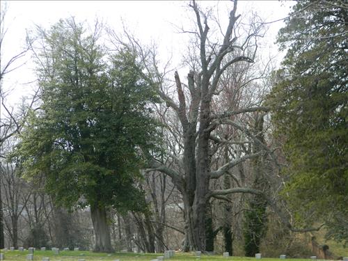 Trees at Chatham Lane and National Cemetery Fredericksburg and Spotsylvania March 2015