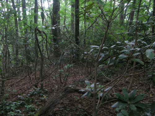 GRSM Accuracy Assessment. Plot Code: GRSM_AA_0459_3