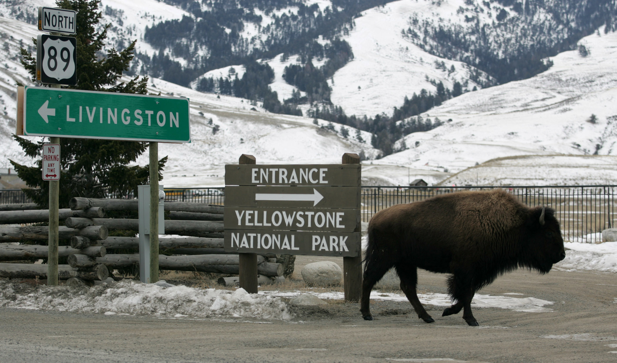 Bison walk by road signs pointing to Livingston, MT., and Entrance to Yellowstone National Park.