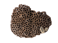 fossil