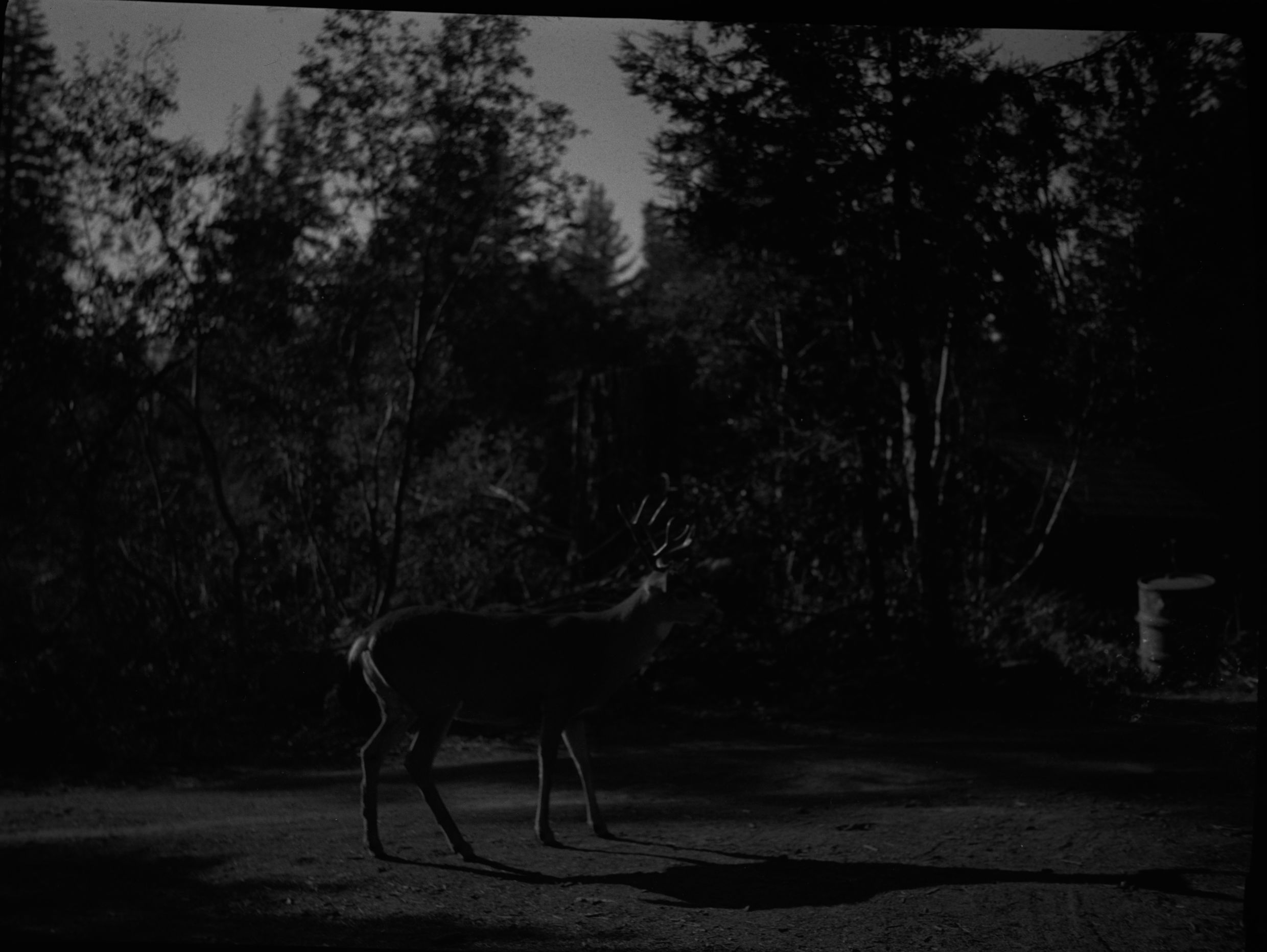 SEKI Roberts Collection Series: 2 Negatives; 3 Fauna