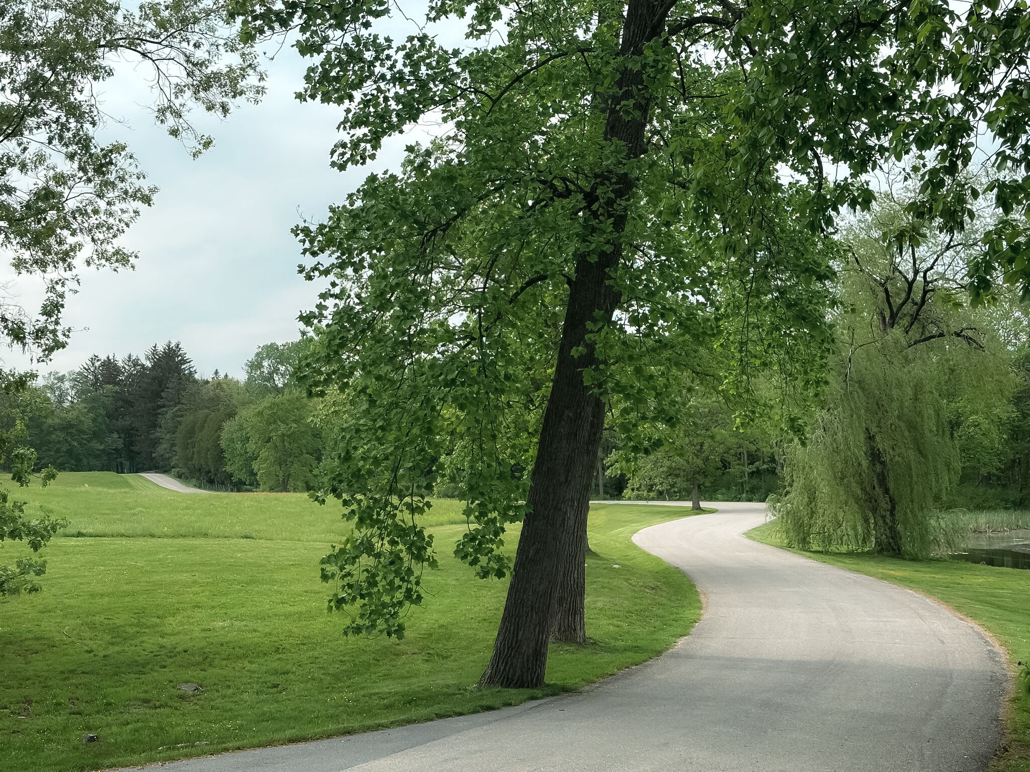 A gentle winding road through a lush green meadow lined with trees.