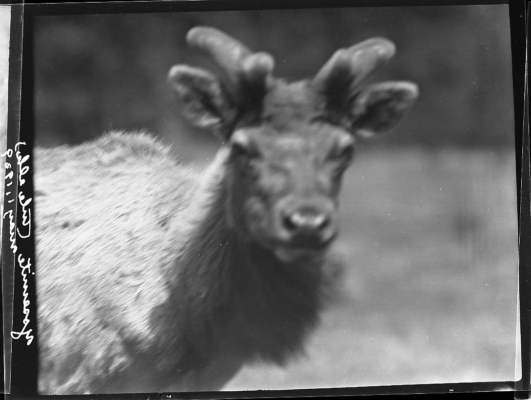 Yosemite National Park