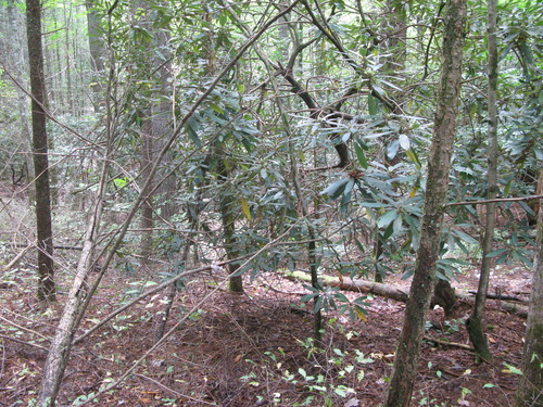 GRSM Accuracy Assessment. Plot Code: GRSM_AA_0411_4