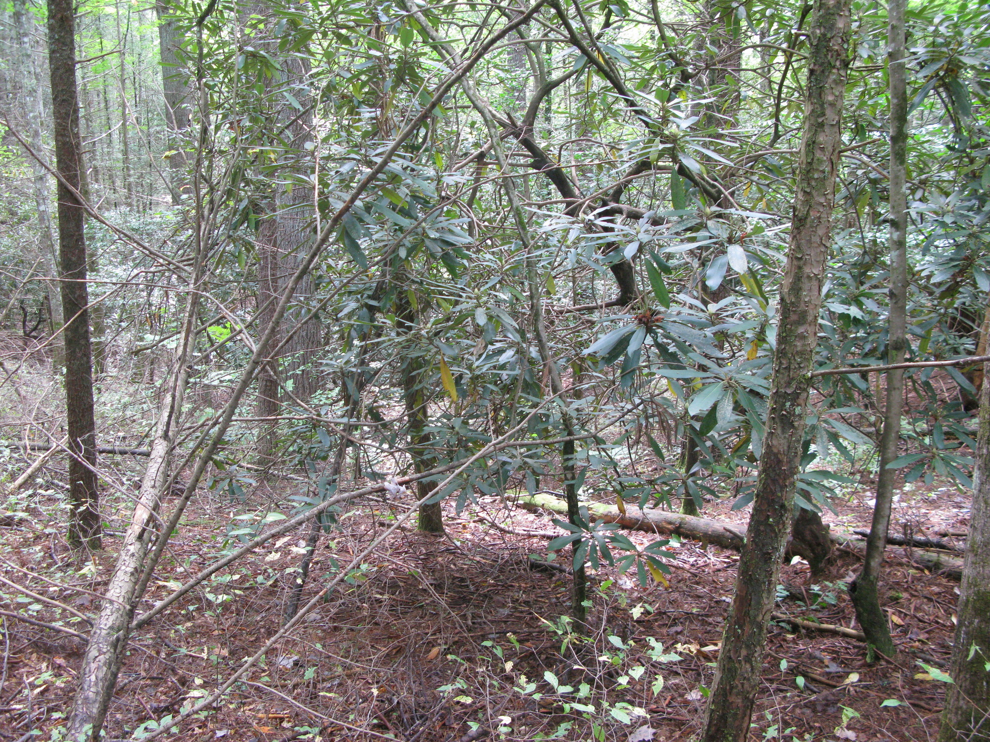 GRSM Accuracy Assessment. Plot Code: GRSM_AA_0411_4