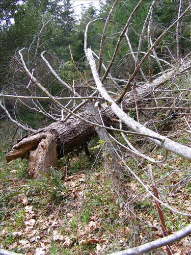 Coyote Peak Boundary Fence Before and After