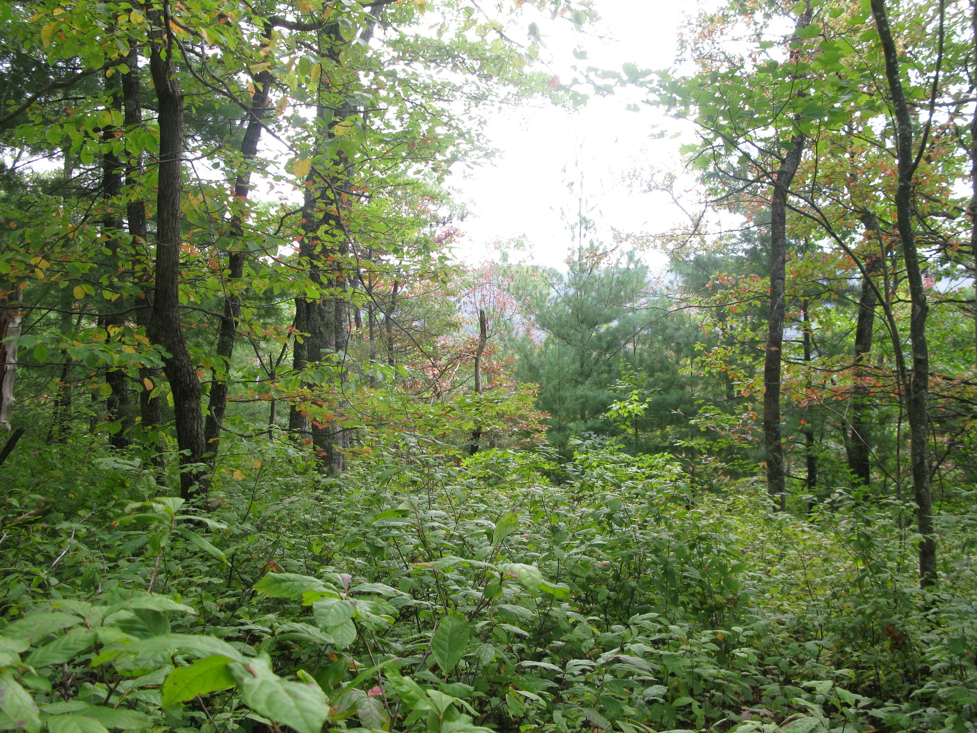 GRSM Accuracy Assessment. Plot Code: GRSM_AA_0601_6