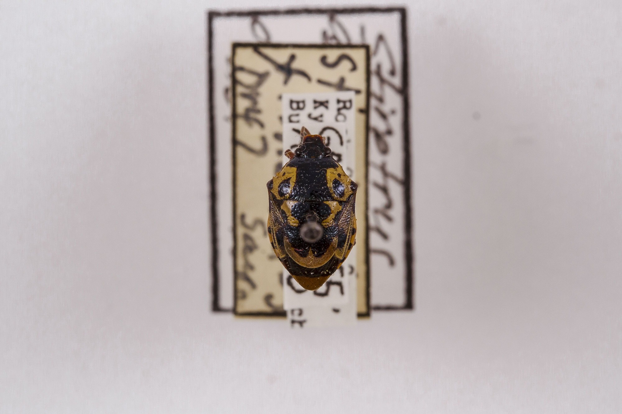 Image of Stiretrus anchorago, a species of Animalia