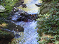 Looking down at the water, it is surrounded by moss and plants on either bank.