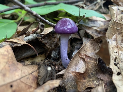 A small purple mushroom growing out of the forest floor with a bright purple cap. 