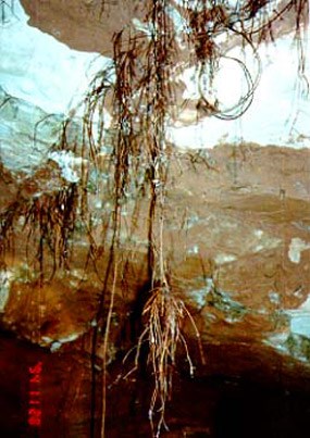 Roots in the Root Cellar