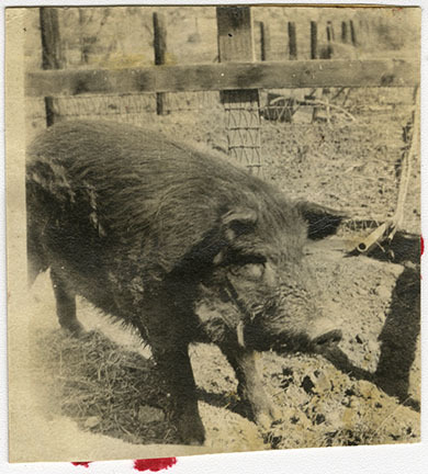 This is an historic black and white photograph from the Scotty's Castle Historic Photograph Collection, Death Valley National Park of male pig standing in yard at Upper Grapevine Ranch. Circa 1925.