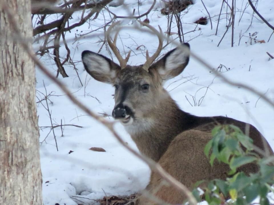 2022 GREE White tailed deer buck sitting in snow