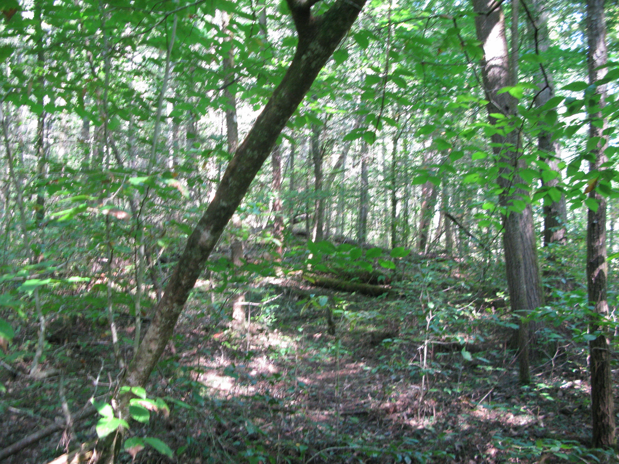 GRSM Accuracy Assessment. Plot Code: GRSM_AA_0512_2