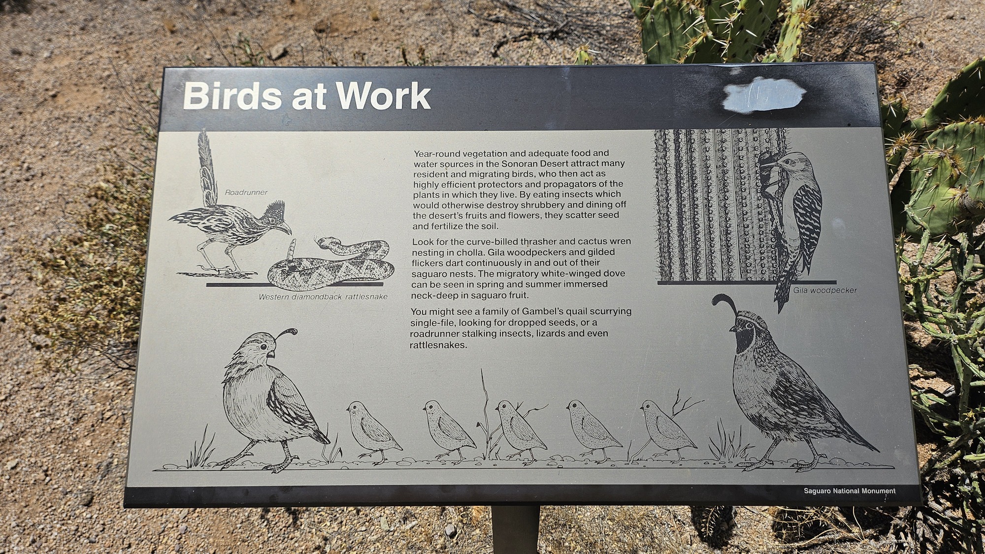 Metal etched sign, titled "Birds at Work". Text in the middle reads "Year-round vegetation and adequate food and water sources in the Sonoran Desert attract many resident and migrating birds, who then act as highly efficient protectors and propagators of the plants in which they live. By eating insects which would otherwise destroy shrubbery and dining off the desert's fruits and flowers, they scatter seed and fertilize the soil. Look for the curve-billed thrasher and cactus wren nesting in cholla. Gila woodpeckers and gilded flickers dart continuously in and out of their saguaro nests. The migratory white-winged dove can be seen in spring and summer immersed neck-deep in saguaro fruit. You might see a family of Gambel's quail scurrying single file, looking for dropped seeds, or a roadrunner stalking insects, lizards and even rattlesnakes."