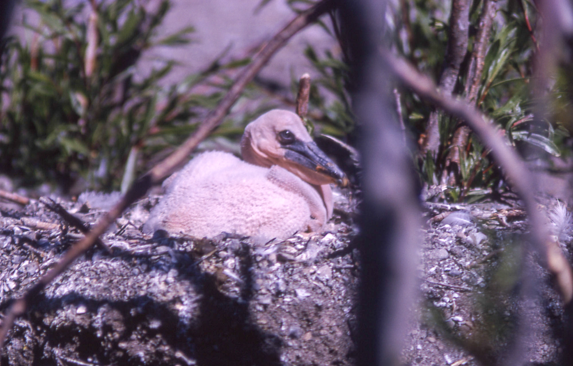 Close up of young pelican on the ground