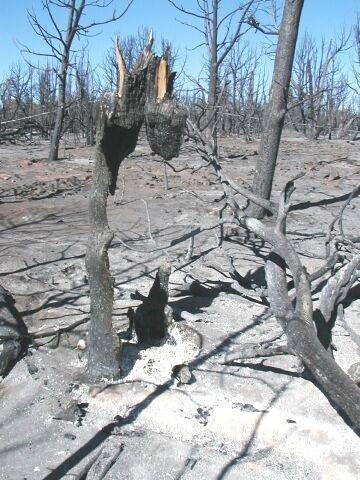 Forest burn areas depicted in surface photos in the aftermath of the Long Mesa Fire, Mesa Verde National Park, August 2002